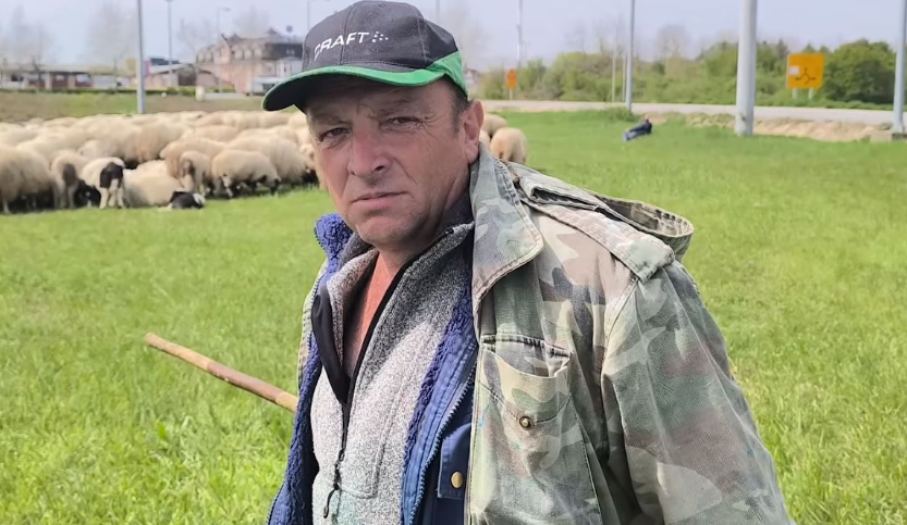 Težak život stočara u BiH: “Ovako ne možemo konkurisati uvozu”