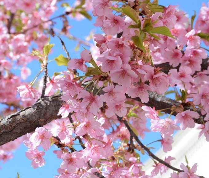 Proljeće u punom sjaju: Sunčano i toplo širom zemlje