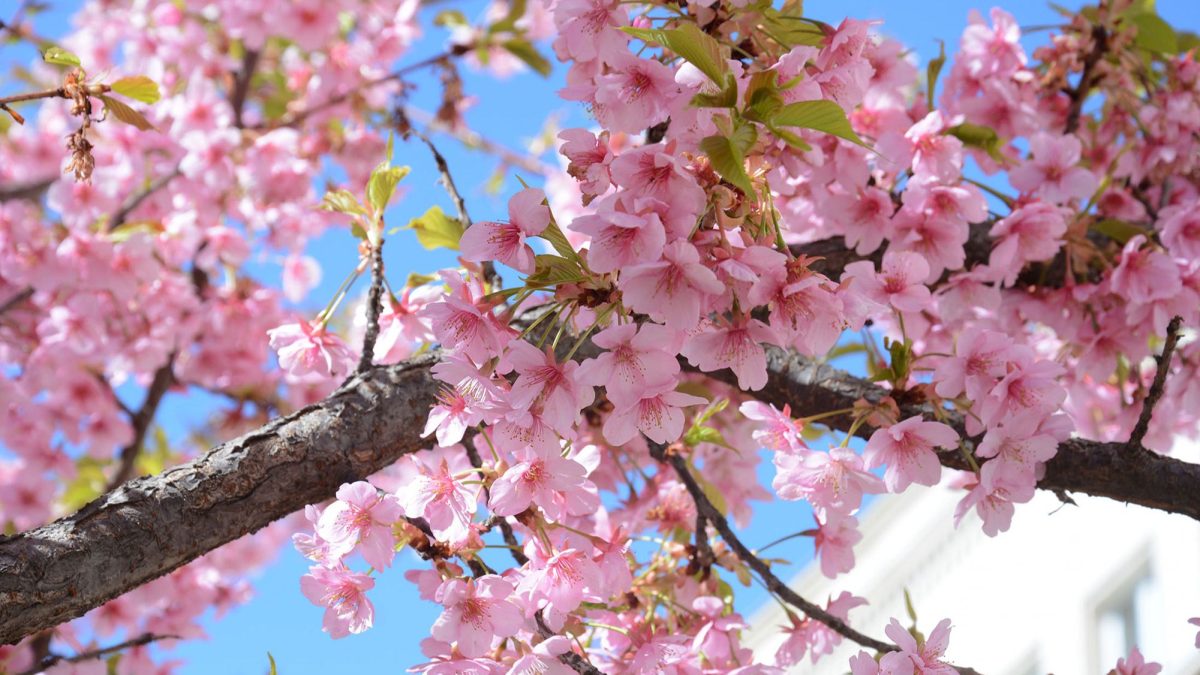 Proljeće u punom sjaju: Sunčano i toplo širom zemlje